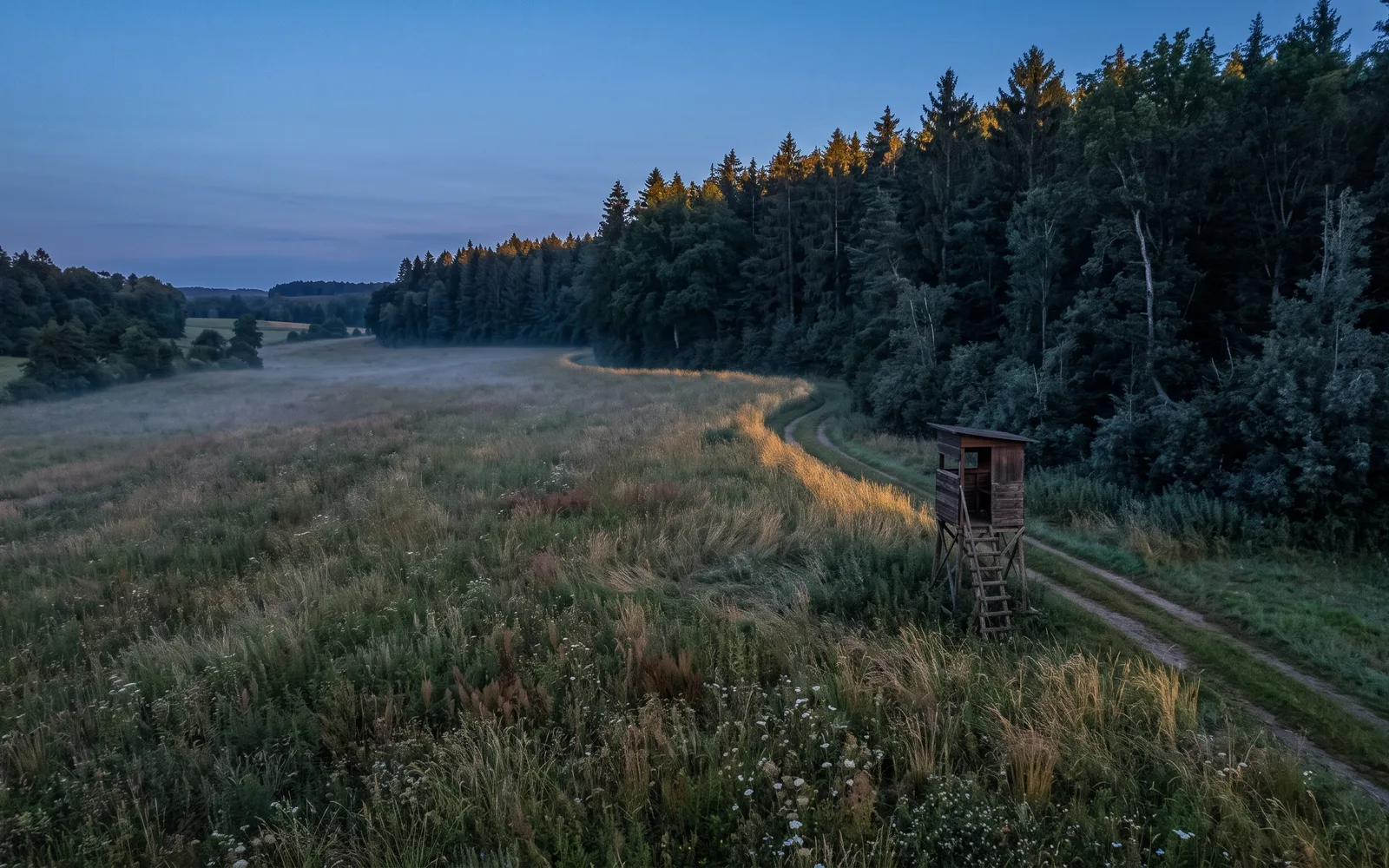 Wiese am Waldrand in der Dämmerung aus der Luft, Suchgebiet für die Wärmebilddrohne